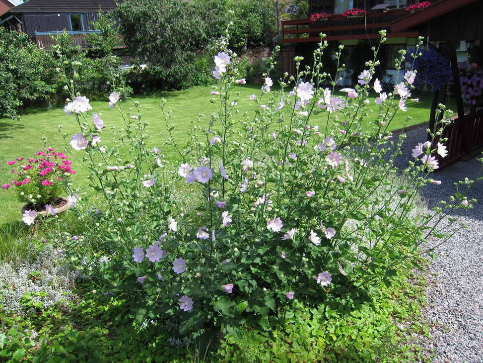 IMG_0630_resize_JPG