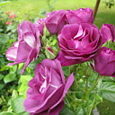 ** PLEASE DESCRIBE THIS IMAGE **