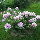 ** PLEASE DESCRIBE THIS IMAGE **