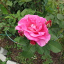 ** PLEASE DESCRIBE THIS IMAGE **