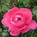 ** PLEASE DESCRIBE THIS IMAGE **