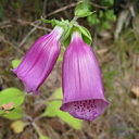 ** PLEASE DESCRIBE THIS IMAGE **