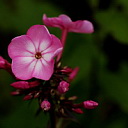 ** PLEASE DESCRIBE THIS IMAGE **