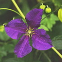 ** PLEASE DESCRIBE THIS IMAGE **