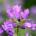 ** PLEASE DESCRIBE THIS IMAGE **