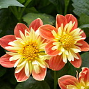 ** PLEASE DESCRIBE THIS IMAGE **