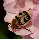 ** PLEASE DESCRIBE THIS IMAGE **