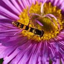 ** PLEASE DESCRIBE THIS IMAGE **