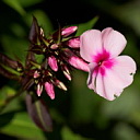 ** PLEASE DESCRIBE THIS IMAGE **