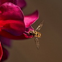 ** PLEASE DESCRIBE THIS IMAGE **