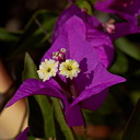 ** PLEASE DESCRIBE THIS IMAGE **