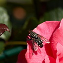 ** PLEASE DESCRIBE THIS IMAGE **