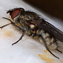 ** PLEASE DESCRIBE THIS IMAGE **