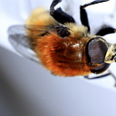 ** PLEASE DESCRIBE THIS IMAGE **