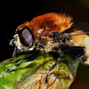 ** PLEASE DESCRIBE THIS IMAGE **