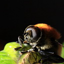 ** PLEASE DESCRIBE THIS IMAGE **