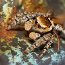 ** PLEASE DESCRIBE THIS IMAGE **