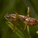 ** PLEASE DESCRIBE THIS IMAGE **