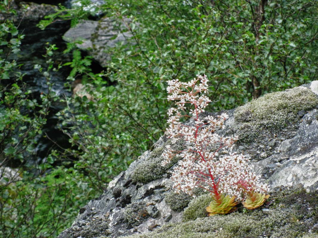 Fjelldrongingen