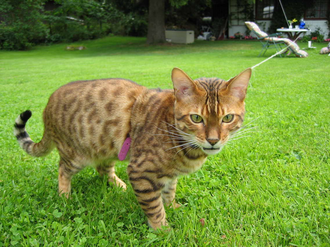 Bengal