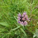 ** PLEASE DESCRIBE THIS IMAGE **