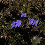 ** PLEASE DESCRIBE THIS IMAGE **