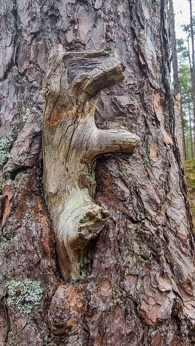 41